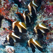 Heniochus pleurotaenia Poisson cocher fantome-Maldives Mahibadoo Rock-17m-20240424-da-DSC_6578_tn